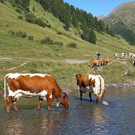 Cesana Pearl شقة تْشيسانا تورَنيسي